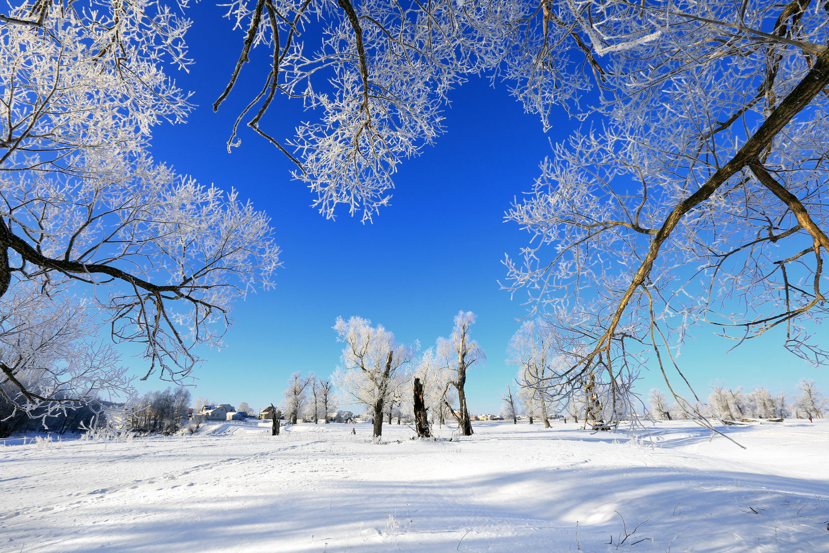 45589499 - winter landscape frost oaks in sunny frosty morning